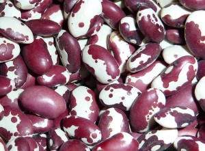 https://sensiblesurvival.files.wordpress.com/2012/04/04-anasazi-beans.jpg?w=300&h=221
